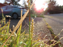 Carex morrowii