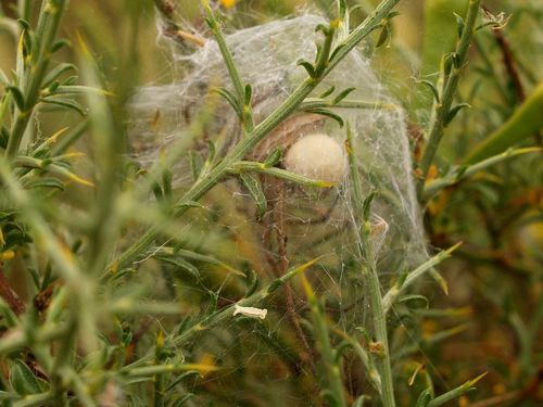 European Nursery Web spider, photo 7 of 9