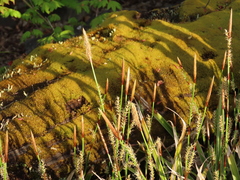 Carex morrowii