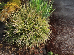 Carex morrowii