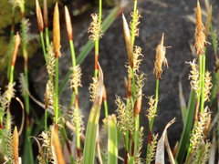 Carex morrowii