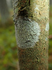 Buellia griseovirens