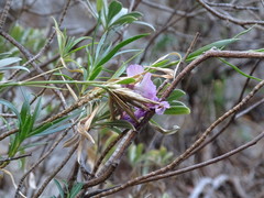 Dianthus rupicola