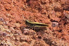 Calliptamus plebeius