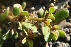 Portulaca oleracea