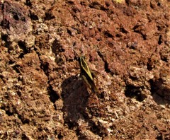 Calliptamus plebeius