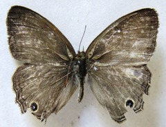 Cissia themis