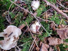 Inocybe albodisca