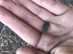 Buprestis adjecta