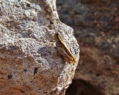 Calliptamus plebeius