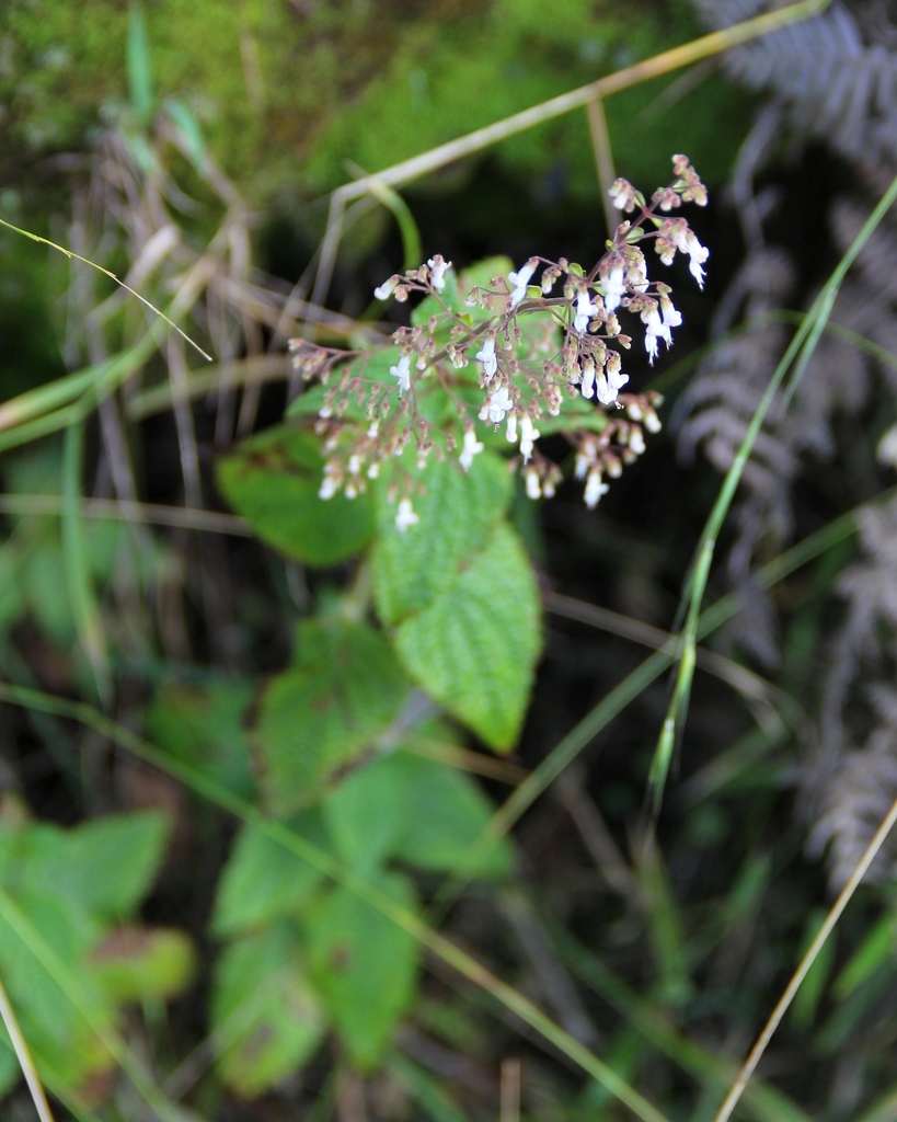 Isodon teysmannii