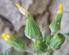 Sonchus oleraceus