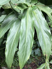 Hedychium coronarium