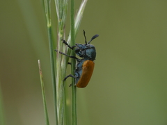 Labidostomis taxicornis