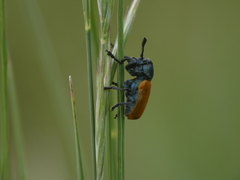 Labidostomis taxicornis