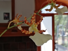 Oncidium tigrinum