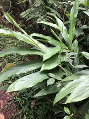 Hedychium coronarium