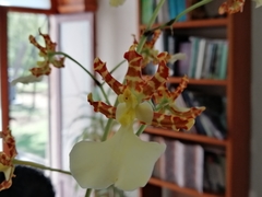Oncidium tigrinum