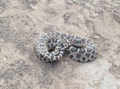 Sistrurus tergeminus