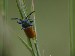 Labidostomis taxicornis