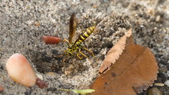 Poecilopompilus mixtus