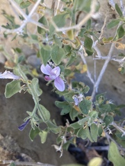 Carlowrightia serpyllifolia