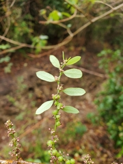 Phyllanthus casticum image