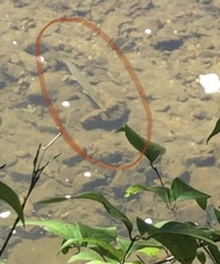 Lepisosteus platostomus