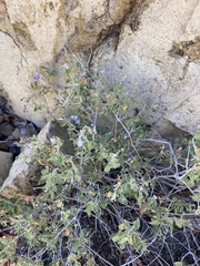 Carlowrightia serpyllifolia