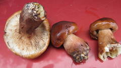 Tricholoma pessundatum