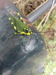 Chromacris psittacus