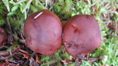 Tricholoma pessundatum