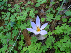 Crocus longiflorus