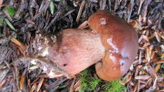 Tricholoma pessundatum