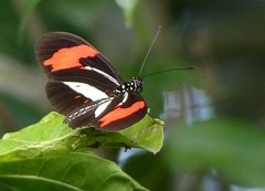 Heliconius erato phyllis