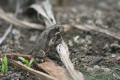 Incilius nebulifer