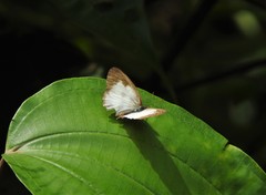 Pareuptychia ocirrhoe