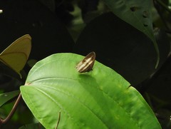 Pareuptychia ocirrhoe