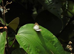 Pareuptychia ocirrhoe