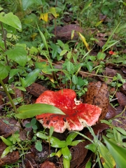 Russula mexicana