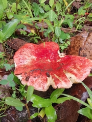 Russula mexicana