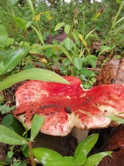 Russula mexicana