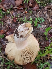 Russula mexicana