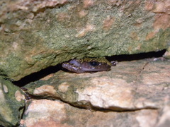 Eleutherodactylus marnockii
