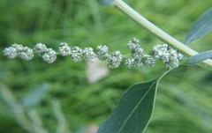 Chenopodium album