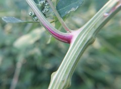 Chenopodium album