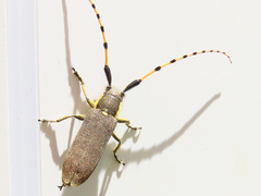 Agapanthia annularis