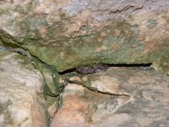 Eleutherodactylus marnockii