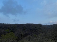 Ceiba trischistandra