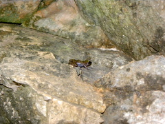 Eleutherodactylus marnockii